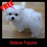 Maltese Puppies icon