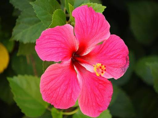 Pictures of Flowers App Screenshot