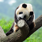 Cover Image of Herunterladen Cute Panda Live Wallpaper  APK