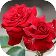 Top 44 Social Apps Like Beautiful Flowers And Roses Animated - Best Alternatives