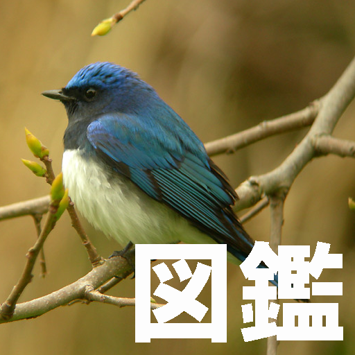 Wild bird picture book logo
