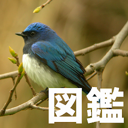 Symbolbild für Wild bird picture book
