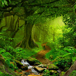 Cover Image of डाउनलोड Rainforest Sounds  APK