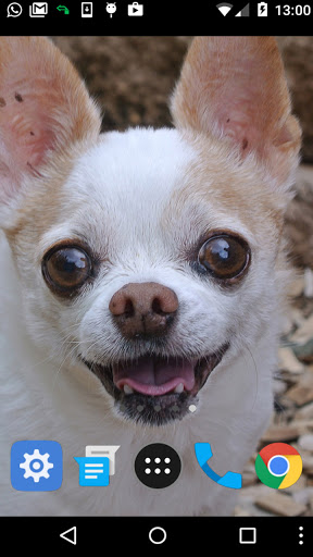 chihuahua dog wallpaper Screen 2