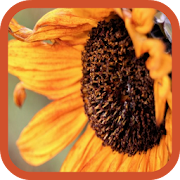 Good Morning Flowers 1.4 Icon