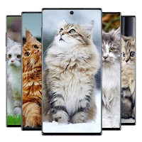 Симпатичные обои для кошек