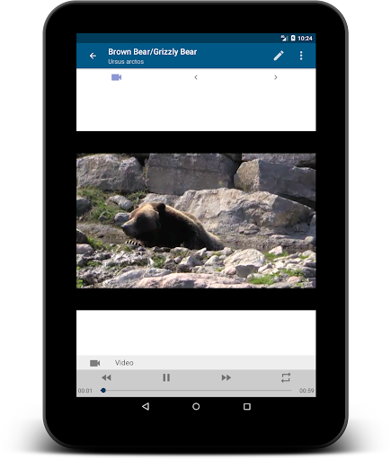Stuarts North American Mammals Screenshot