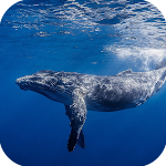 Cover Image of Télécharger Blue Whale Wallpaper  APK