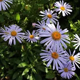 Blue daisies after the rain icon