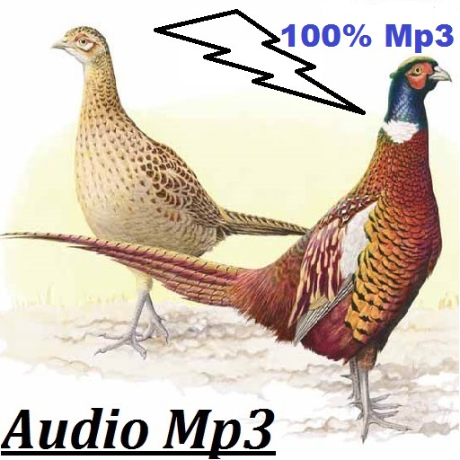 Pheasant song