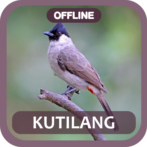 Masteran burung kutilang gacor Download on Windows