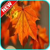 HD Autumn wallpapers icon