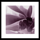 Purple Flower Wallpaper icon