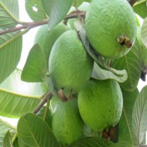 KALRO Guava Production logo