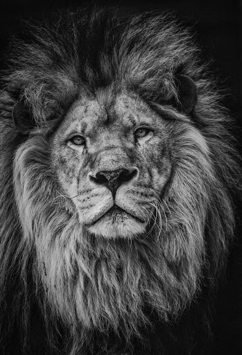 Download Lion Wallpapers HD 4k Backgrounds Free for Android - Lion  Wallpapers HD 4k Backgrounds APK Download 