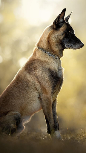 Belgian Malinois Wallpapers Screen 2