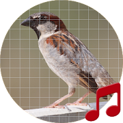 Top 21 Lifestyle Apps Like Sparrow bird sounds ~ Sboard.pro - Best Alternatives