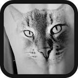 Tattoo Designs - Cat icon