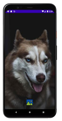 Fondos de Pantalla de Perros H Screen 2