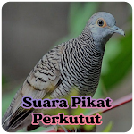 Cover Image of Descargar Suara Burung Perkutut Pikat MP3 2.1 APK