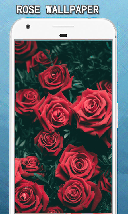 Rose Flower Wallpapers Hd - 6.0 - (Android)