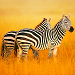 Cover Image of Download The Zebra  APK