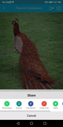 Peacock Feather Wallpaper Screen 3