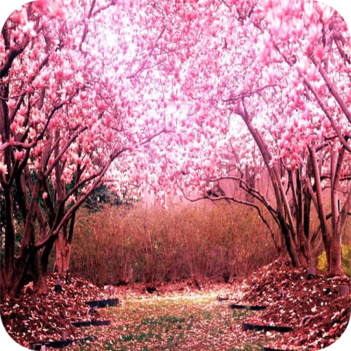 Cherry Blossom 4K Wallpaper Download on Windows
