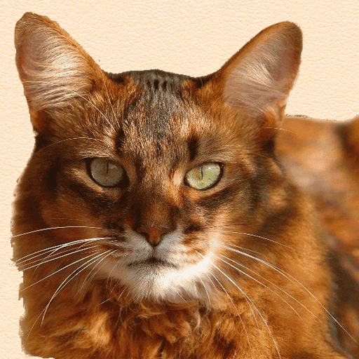 Kedi Bakımı Laai af op Windows