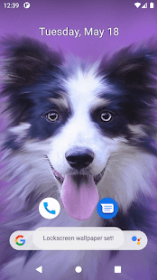 Cute Dog Wallpapers Screenshot