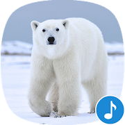 Top 20 Music & Audio Apps Like Appp.io - Polar Bear sounds - Best Alternatives