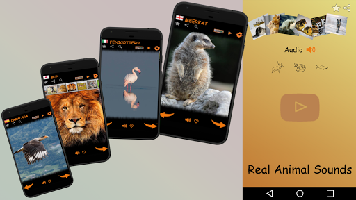 Real Animal Sounds Screen 2