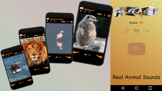 Real Animal Sounds - Apps on Google Play