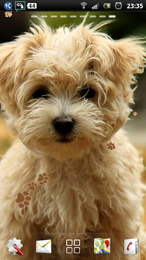 maltese puppy wallpaper Screen 2
