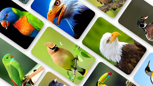Bird Wallpaper 4K HD