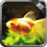 Gold Fish Wallpaper icon