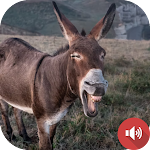 Cover Image of ダウンロード Donkey Sounds 1.0 APK