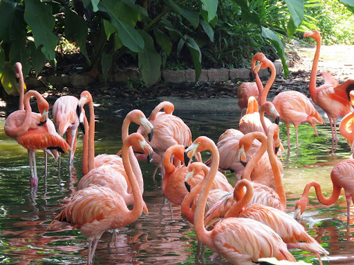 Flamingos Wallpaper HD Screen 3
