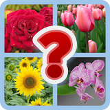 Guess the Flower Quiz icon