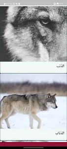 معلومات عن الذئب بدون نت