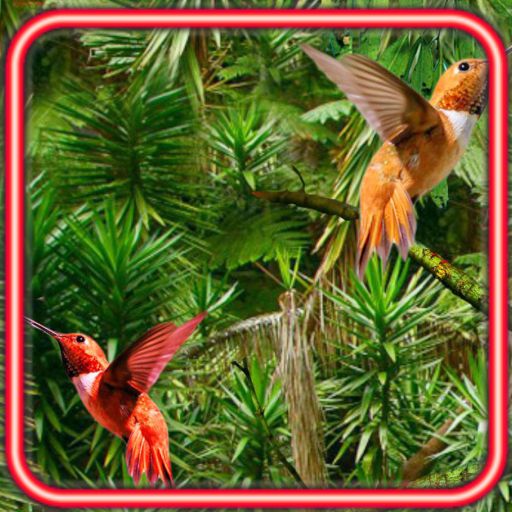 Wild Tropical Jungles 1.5 Icon