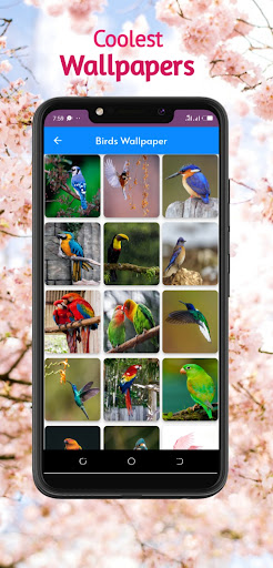 Bird songs ringtones