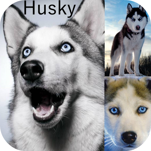 Husky Dog HD Lock Screen
