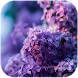 Lilac Flowers Live Wallpaper icon