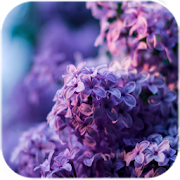 Top 40 Personalization Apps Like Lilac Flowers Live Wallpaper - Best Alternatives
