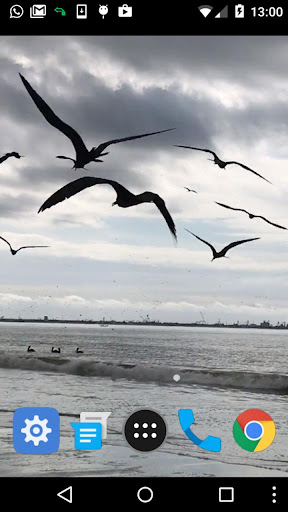 birds video wallpaper Screen 2