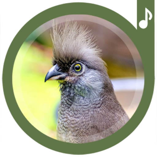 Музыка звонка птицы. Аудио звук птицы. Звонок "птичка".