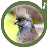 Bird Sounds Ringtones icon