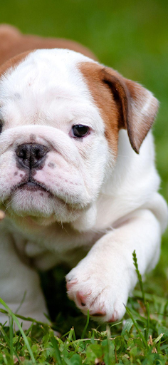 Pitbull Wallpaper 4k