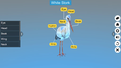 Diversity in Living: Aves Screen 3